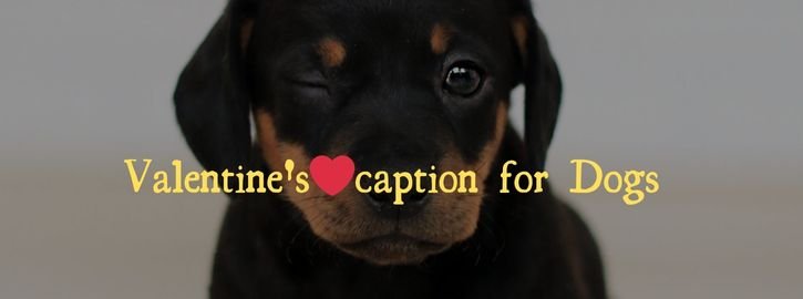  Valentine's Day Caption for Dogs