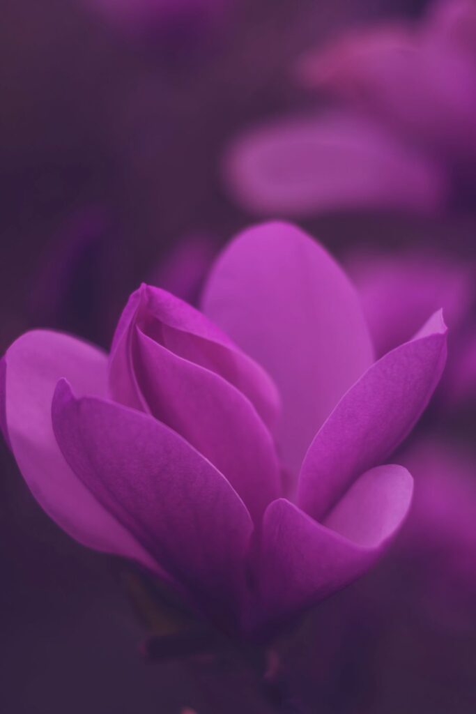 iphone wallpaper recommendation for Purple app icon sample 2