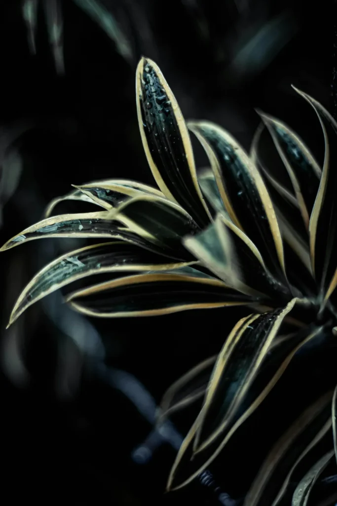 Macro shot of plant adorned with dew drops wallpaper aesthetic