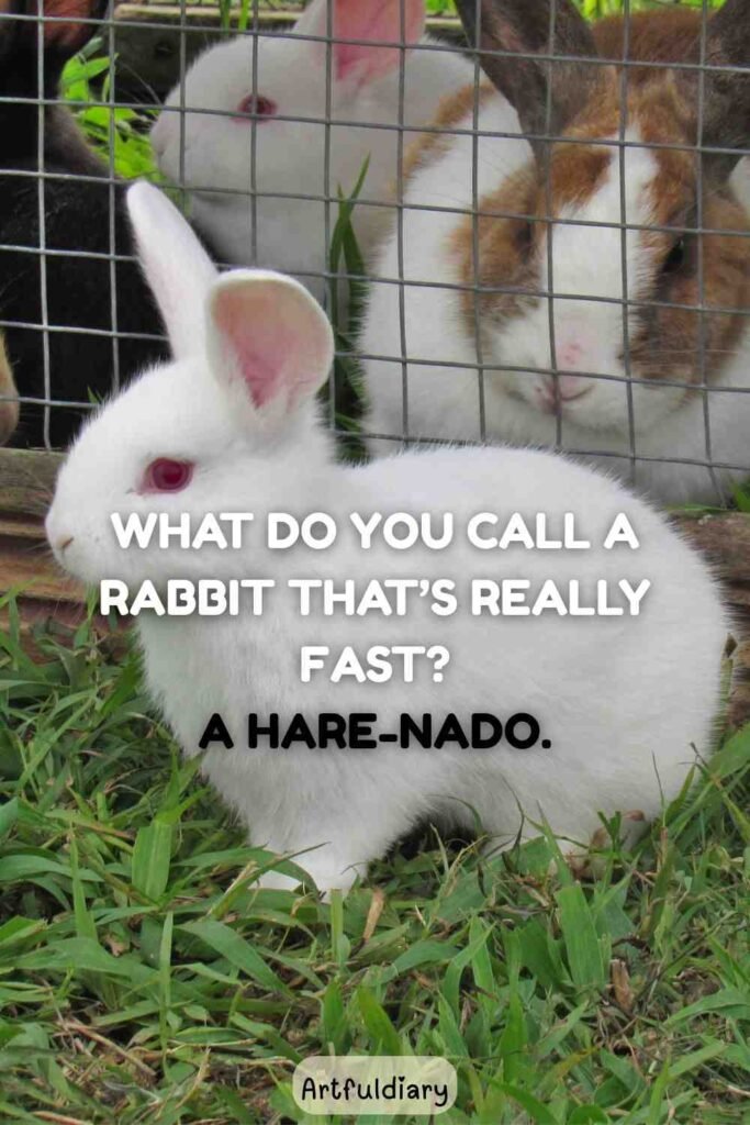What do you call a rabbit that’s really fast? A hare-nado, rabbit puns