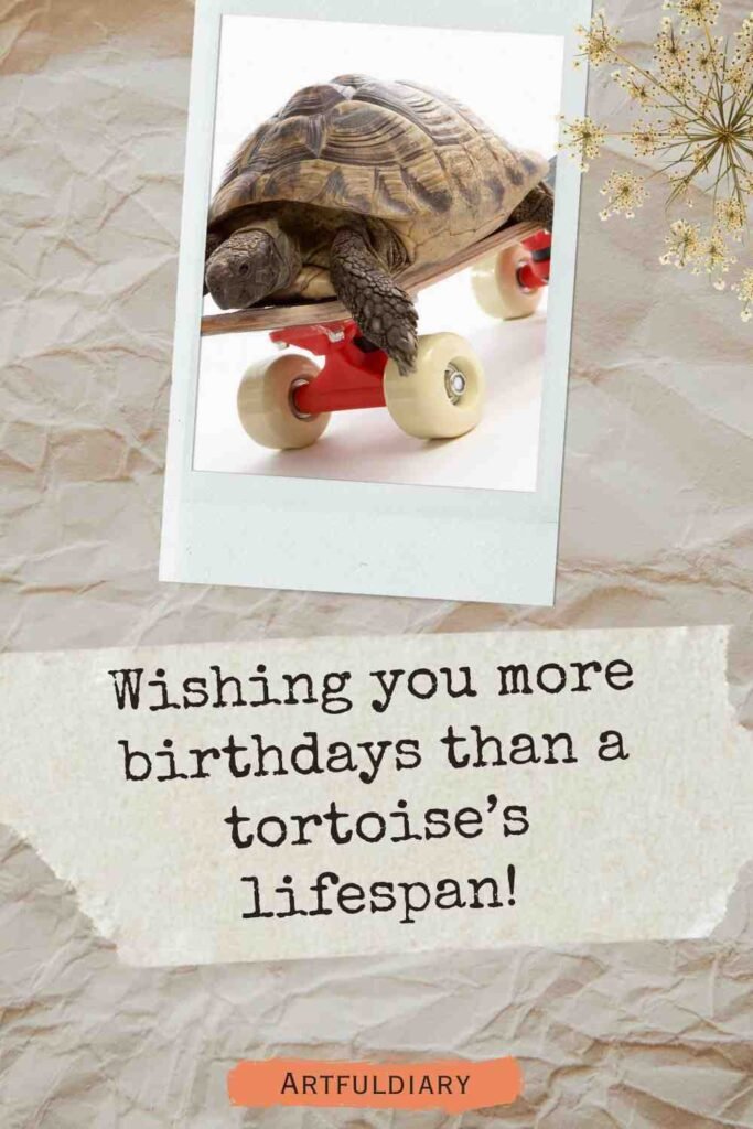 Wishing you more birthdays than a tortoise’s lifespan! birthday puns