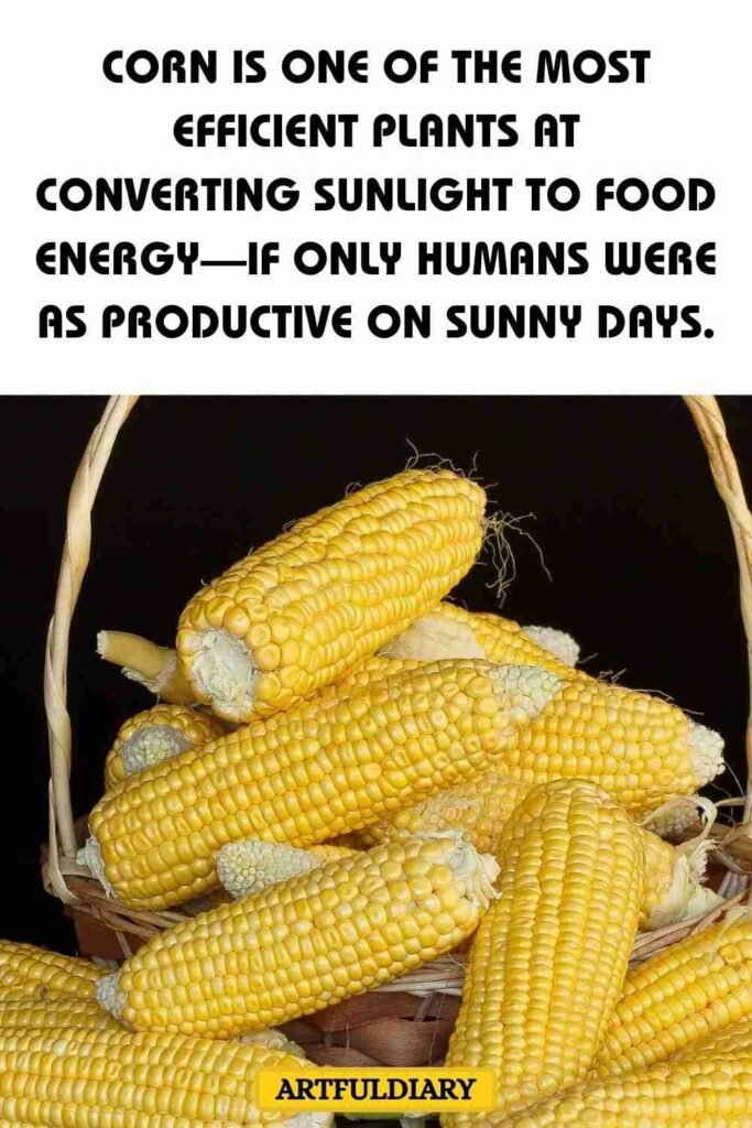Corn is one of the most efficient plants at converting sunlight to food energy—if only humans were as productive on sunny days, corn puns