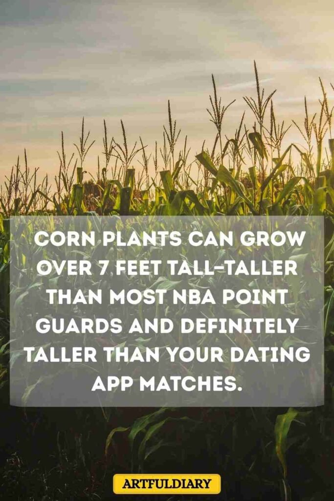 Corn plants can grow over 7 feet tall—taller than most NBA point guards and definitely taller than your dating app matches, corn puns