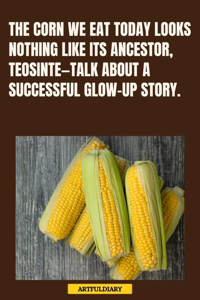 The corn we eat today looks nothing like its ancestor, teosinte—talk about a successful glow-up story, corn puns