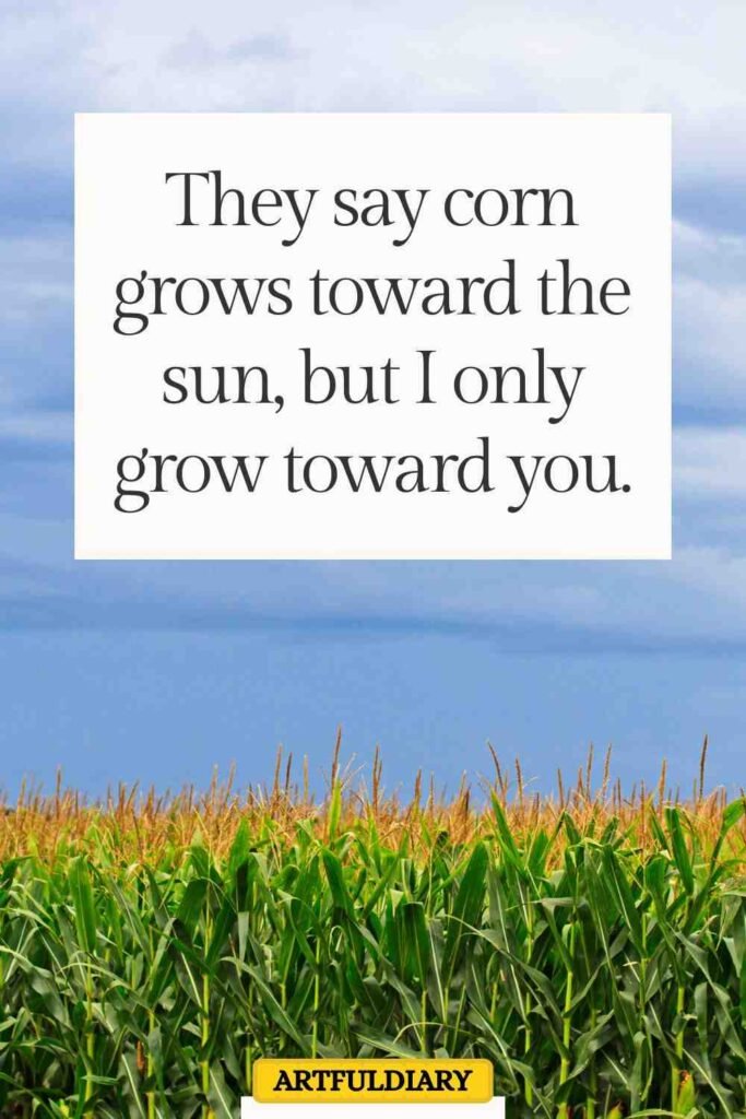 They say corn grows toward the sun, but I only grow toward you, corn puns.